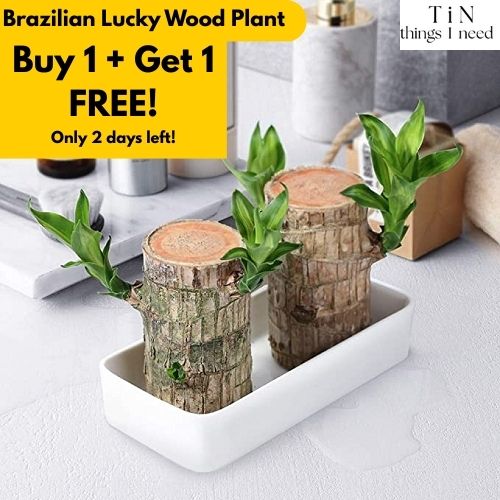 Brazilian Wood Plant for Luck & Positivity (Buy 1 Get 1 FREE)