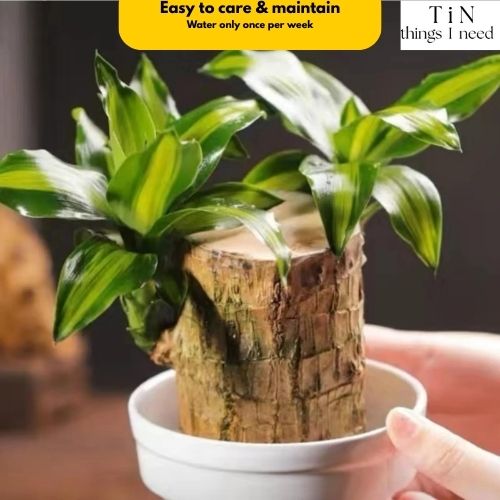 Brazilian Wood Plant for Luck & Positivity (Buy 1 Get 1 FREE)
