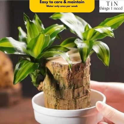 Brazilian Wood Plant for Luck & Positivity (Buy 1 Get 1 FREE)