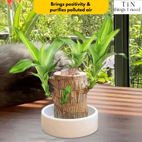 Brazilian Wood Plant for Luck & Positivity (Buy 1 Get 1 FREE)