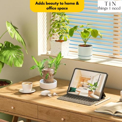 Brazilian Wood Plant for Luck & Positivity (Buy 1 Get 1 FREE)