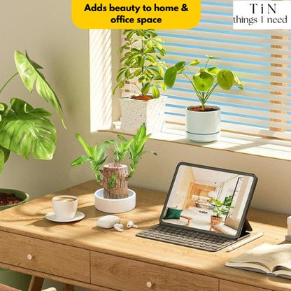 Brazilian Wood Plant for Luck & Positivity (Buy 1 Get 1 FREE)