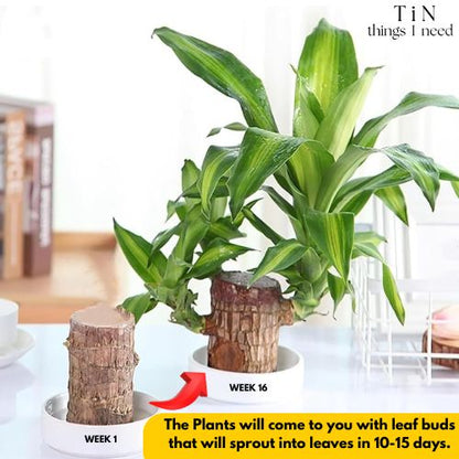 Brazilian Wood Plant for Luck & Positivity (Buy 1 Get 1 FREE)