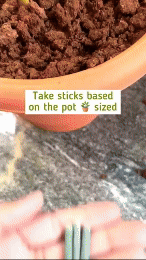 Plant Grow Fertilizer Sticks - 50 Stick Pack of 2 & 4