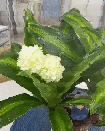 Brazilian Wood Plant for Luck & Positivity (Buy 1 Get 1 FREE)